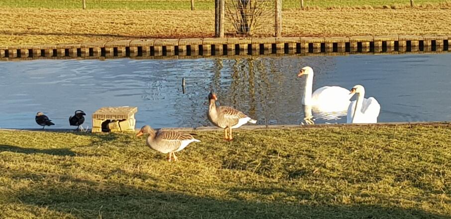 Scwäne,Wildgäse und Wildenten
