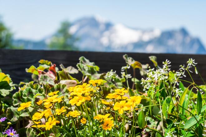 Blumenschmuck an der Goiserer Hütte
