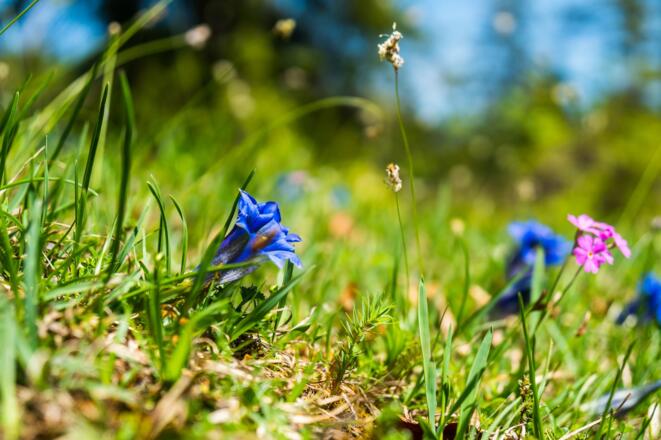 Wiesenenzian
