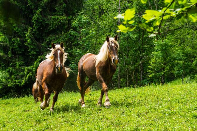 Tierische Begegnung
