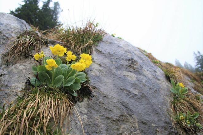 Frühling in den bayerischen Voralpen: Im Mai erblühen Tausende von Alpen-Aurikeln.