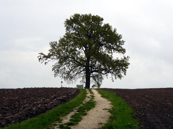 Rastplatz an der alten Eiche. Sie ist rund 100 Jahre alt und 18 Meter hoch.