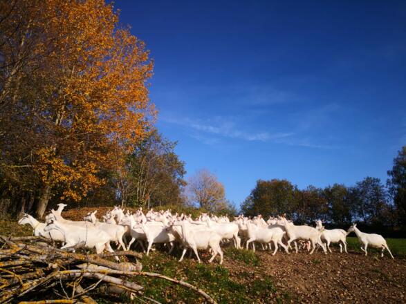 glückliche Ziegen mit Auslauf