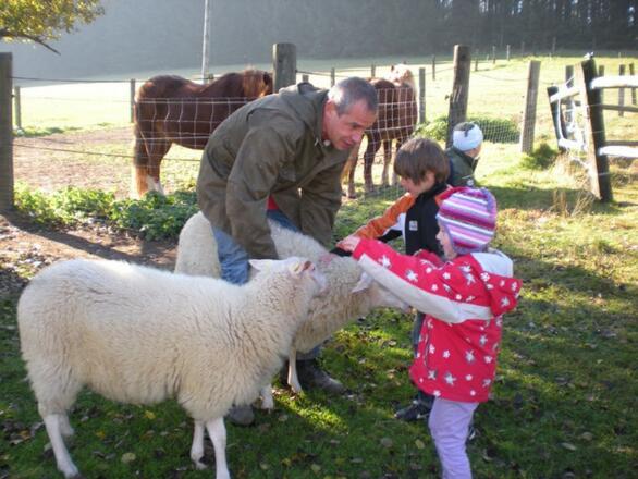Fuzzi vom Schaf zur Wolle
