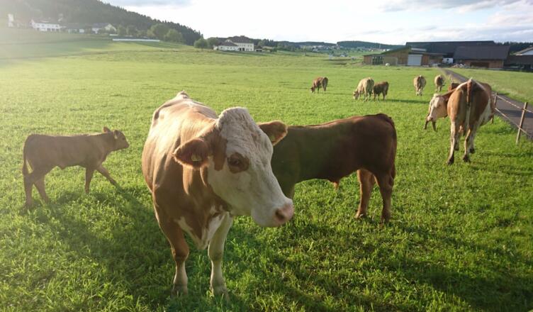 BIOJungrindNimmervoll