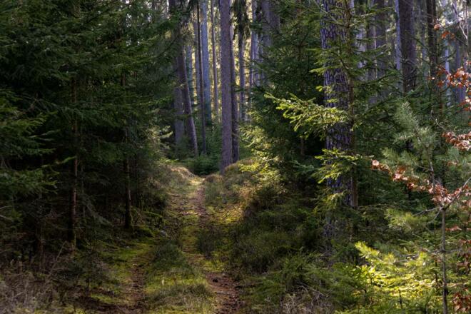 Weg Steinwald - Brunnwald