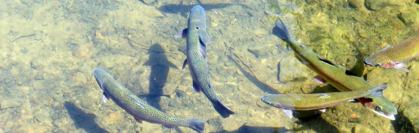 Forellen Fischzucht Bad Leonfelden