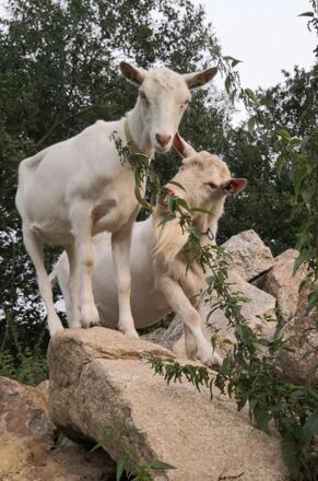 Ziegenbock  beim Klettern