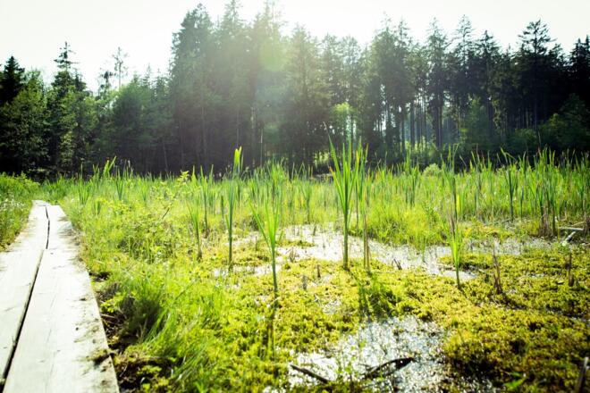 Bad Leonfeldner Heilmoor