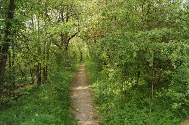 Waldpfad vor Münnerstadt