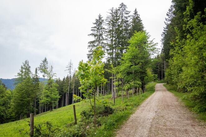 Idylle auf einsamen Waldwegen