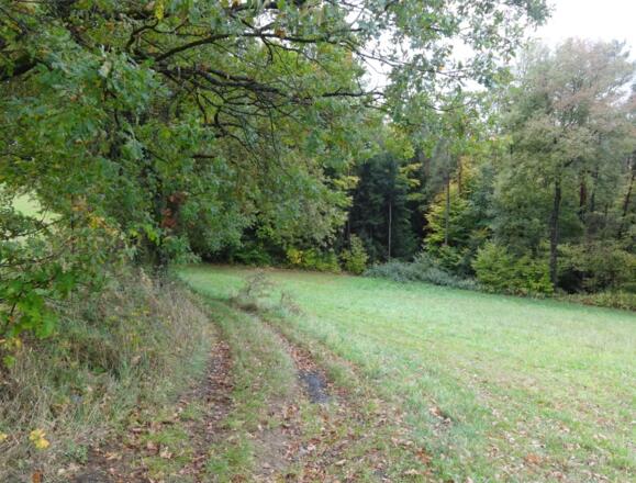 Waldweg Richtung Eggerszell