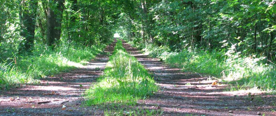 Pilgerweg durch das Moor bei Gyhum
