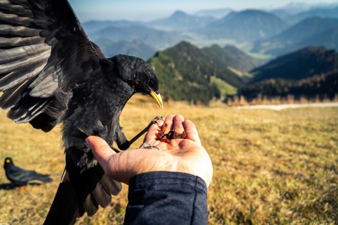 Bergdohlen am Hochfelln