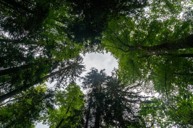 Blick in die  Baumwipfel