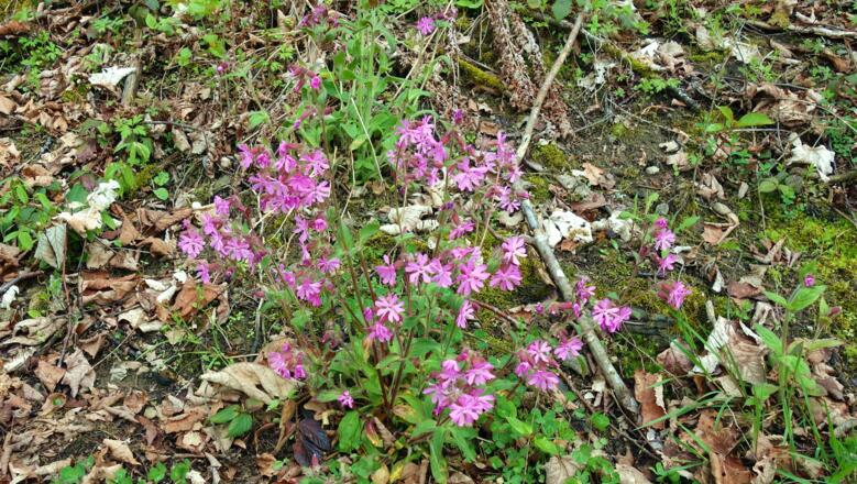 Rote Lichtnelken am Wanderweg, Frühlinsblüher