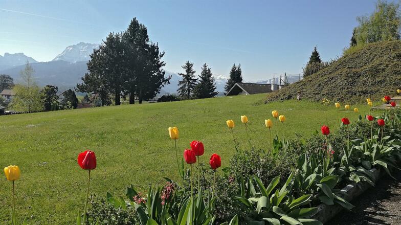 Tulpen im Frühling