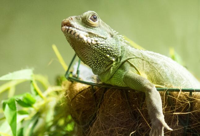 Nautiland Schauaquarium Sonneberg | Echse