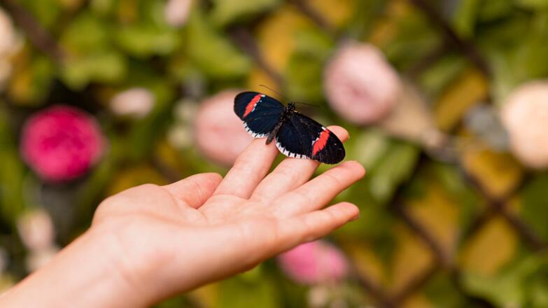 Kind mit Schmetterling auf der Hand