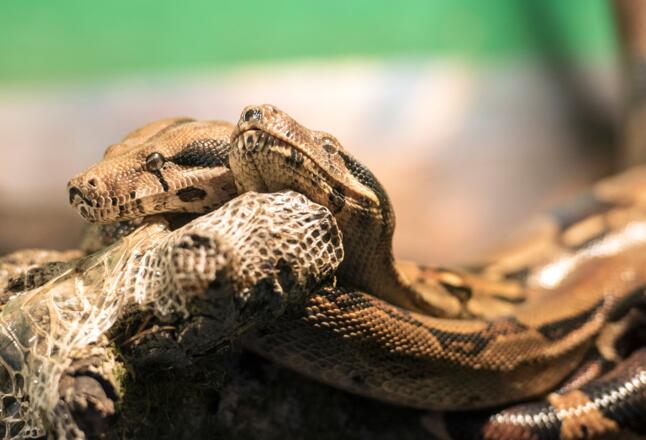 Nautiland Schauaquarium Sonneberg | Schlangen