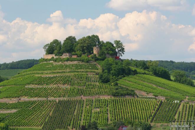 Wein- und Rosenrundweg an der Burgruine Weibertreu