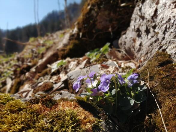 Frühlingserwachen in Dalaas