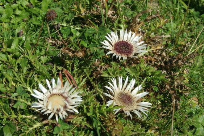 Silberdisteln auf der Almwiese