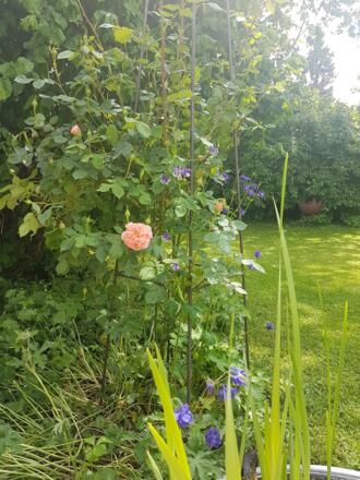 Garten im Frühsommer