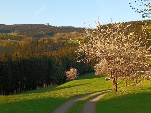 Höfling - Blick zum WaldWipfelWeg-Turm