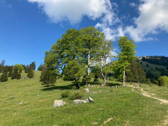 Buchen auf dem Weg zur Larcheralm