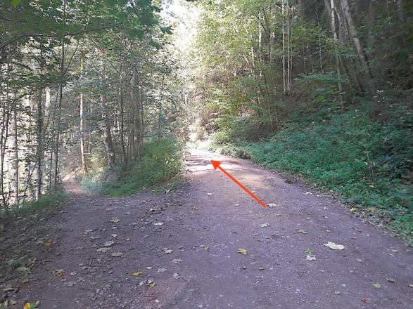 Wanderweg geradeaus zum Buchaberg nehmen