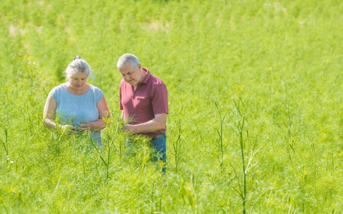Michaela &amp; Hans Aufreiter im Fenchel-Feld