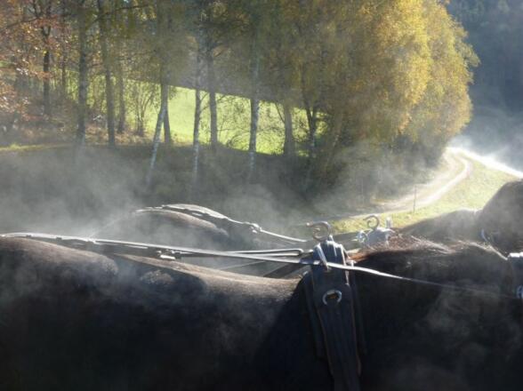 dampfende R\u00f6sser