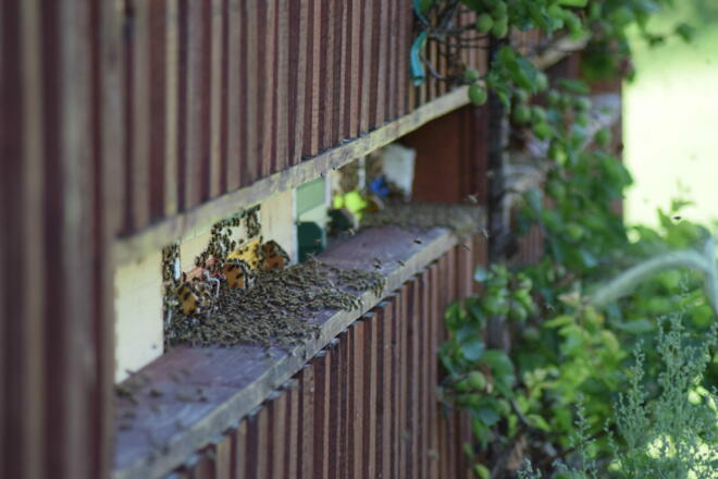 Bienen am Biohof Lutschauer