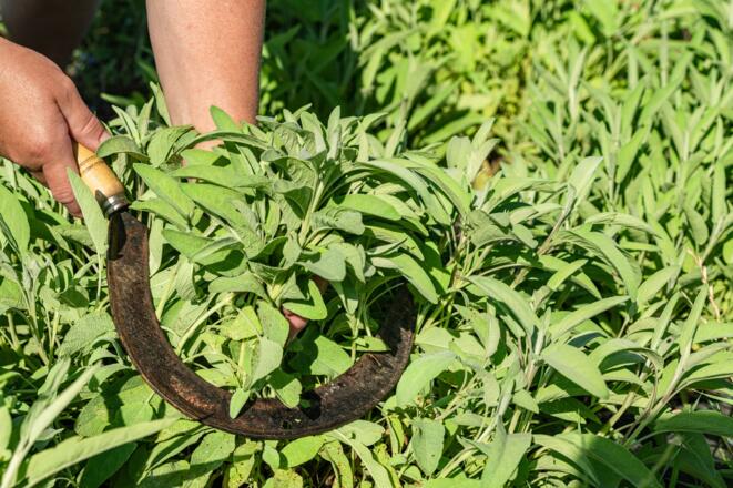 Bio_Kräuterhof Aufreiter_Salbei schneiden