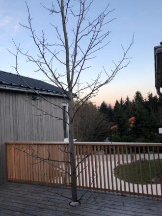 Lagom Haus