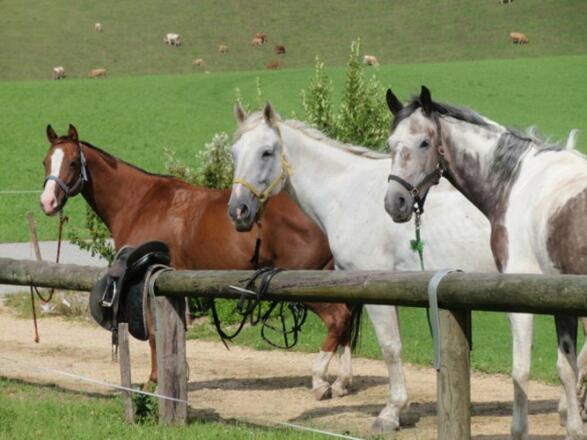 Pferde am Reitbauernhof Binder
