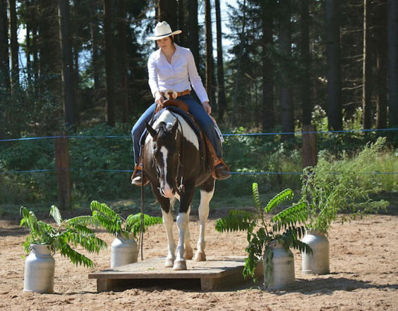 Riegler Stable