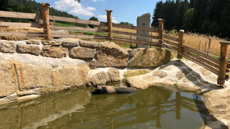 Kaltenberger Whiskyschweine Thauerb%c3%b6ck