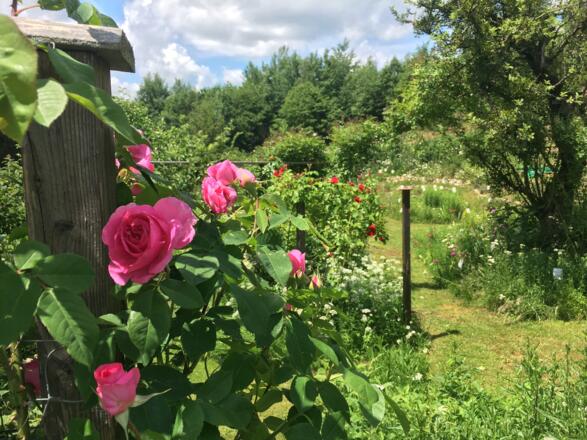 Naturgarten Pienkenhof in Kefermarkt