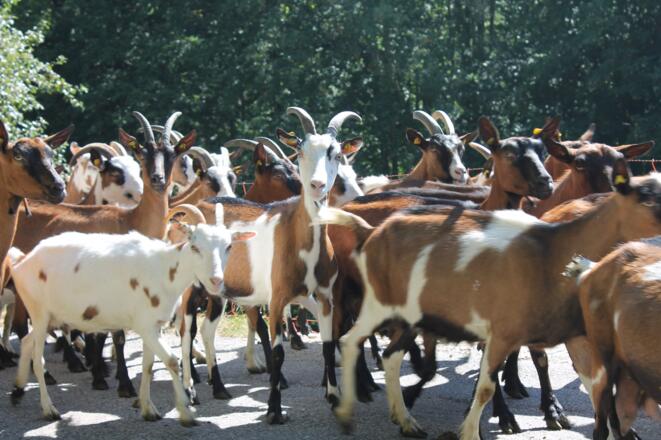 Ziegen vom Biohof Mittmannsgruber