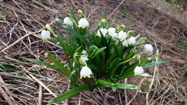 Frühlingsknotenblumen im steilen Lärchenjungwald um 1350m