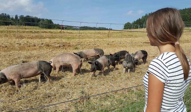 kaltenberger whiskyschweine thauerböck schaubetrieb bauernhof