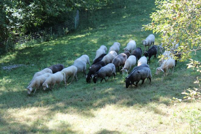 Schafe beim Biohof Mittmannsgruber