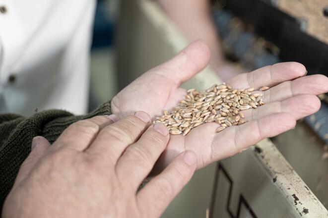 Getreide auf einer Handfläche - Symbolbild