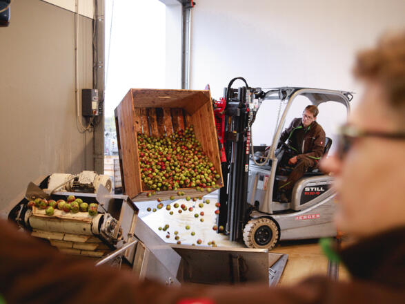 Bio Äpfel der Mühlviertler Streuobstwiesen werden zu Direktsaft gepresst