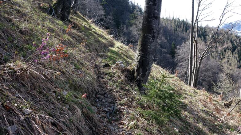 Jagdsteig, quert weiter nach rechts, hier ~1200m links ansteigen (Baum, einige Steine)