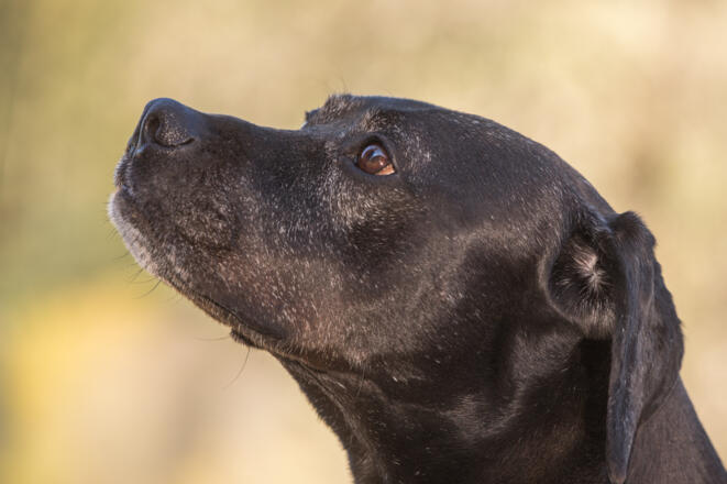 Haustiere_(c) Erwin Pils