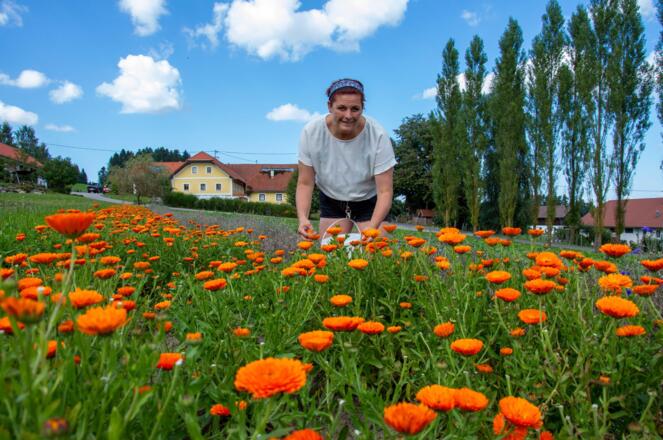 Ringelblume-komp