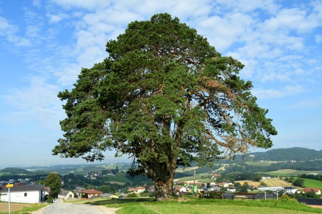 Die Koppler-Föhre entlang des Güterweges Obernstraß